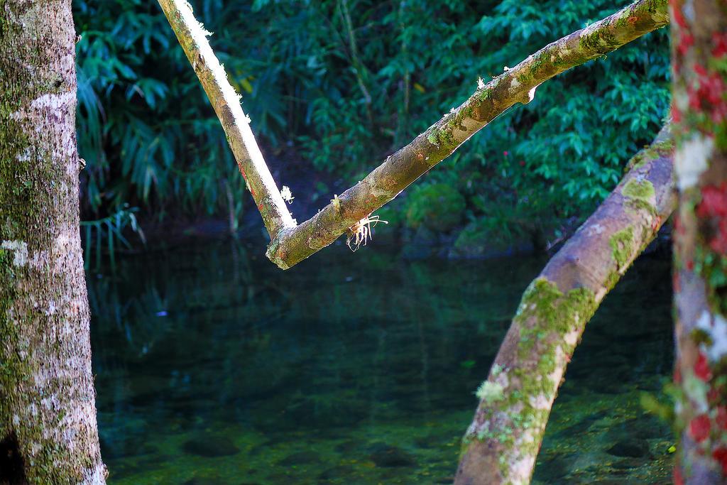 Hotel Refugio Ecologico Amadamata Nova Friburgo Exteriér fotografie